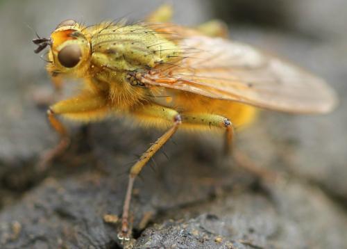 Scathophaga stercoraria
